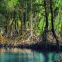 hutan_mangrove.jpg