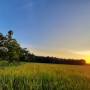 lahan_sawah_padi_di_desa_indrapura.jpg