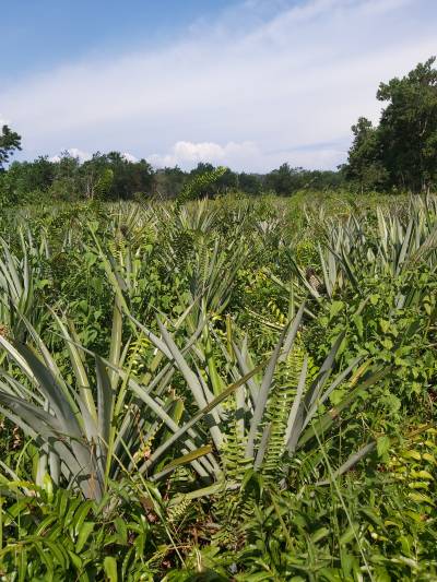 Nanas Desa Sungai Asam