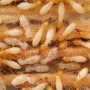 coptotermesspp.webp