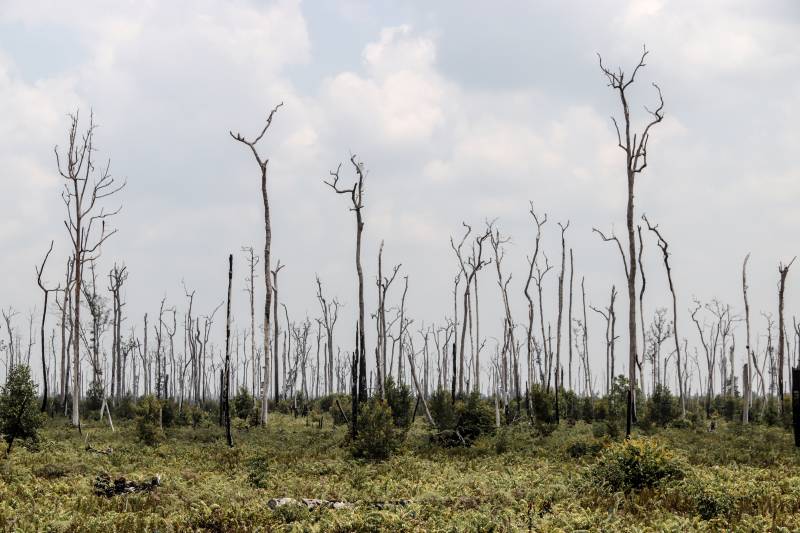 hutan_gambut_bekas_terbakar_kalimantan_tengah.jpg