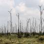 hutan_gambut_bekas_terbakar_kalimantan_tengah.jpg