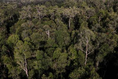 hutan_hujan_gambut_kalimantan_tengah.jpg