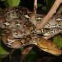 malayopythonreticulatusiucn.jpg
