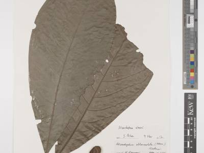 medang_liut_powo.jpg medang_liut_powo.jpg