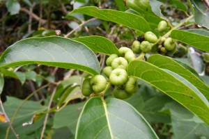 ranti_powo.jpg ranti_powo.jpg