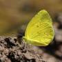 eurema_hecabe.jpg