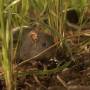 gambar-tikus-sawah.jpg