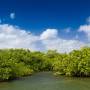 hutan-mangrove.jpg