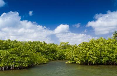 hutan-mangrove.jpg