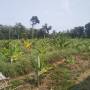 lahan_agroforestry.jpg