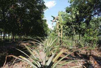 kemenlhkagroforestri.jpg kemenlhkagroforestri.jpg