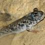 mudskipper.jpg