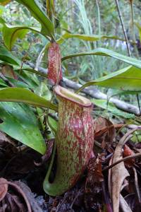 nepenthes_ampullaria_x_mirabilis.jpg