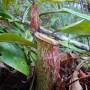 nepenthes_ampullaria_x_mirabilis.jpg