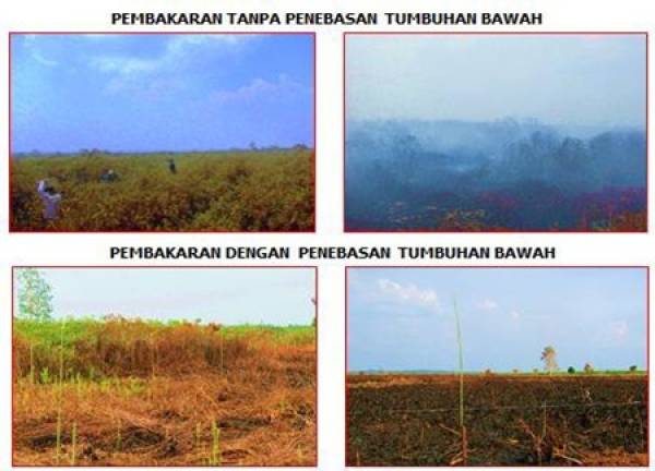 gambar_pembakaran_dengan_dan_tanpa_tebas.jpg