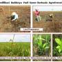 modifikasi_budaya_padi_sonor_berbasis_agroforestri.jpg