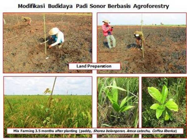 modifikasi_budaya_padi_sonor_berbasis_agroforestri.jpg