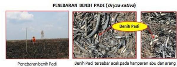 penebaran_benih_padi.jpg