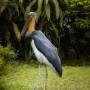 bangau_tongtong_by_rafael_atantya_unsplash.jpg