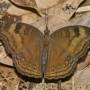 junoniaiphita.jpeg