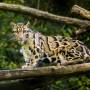 large-macan-dahan-kucing-hutan-bercorak-indah-asli-indonesia-good-news-from-indonesia-85b64.jpg