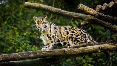 large-macan-dahan-kucing-hutan-bercorak-indah-asli-indonesia-good-news-from-indonesia-85b64.jpg