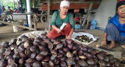 Kehidupan Masyarakat Desa