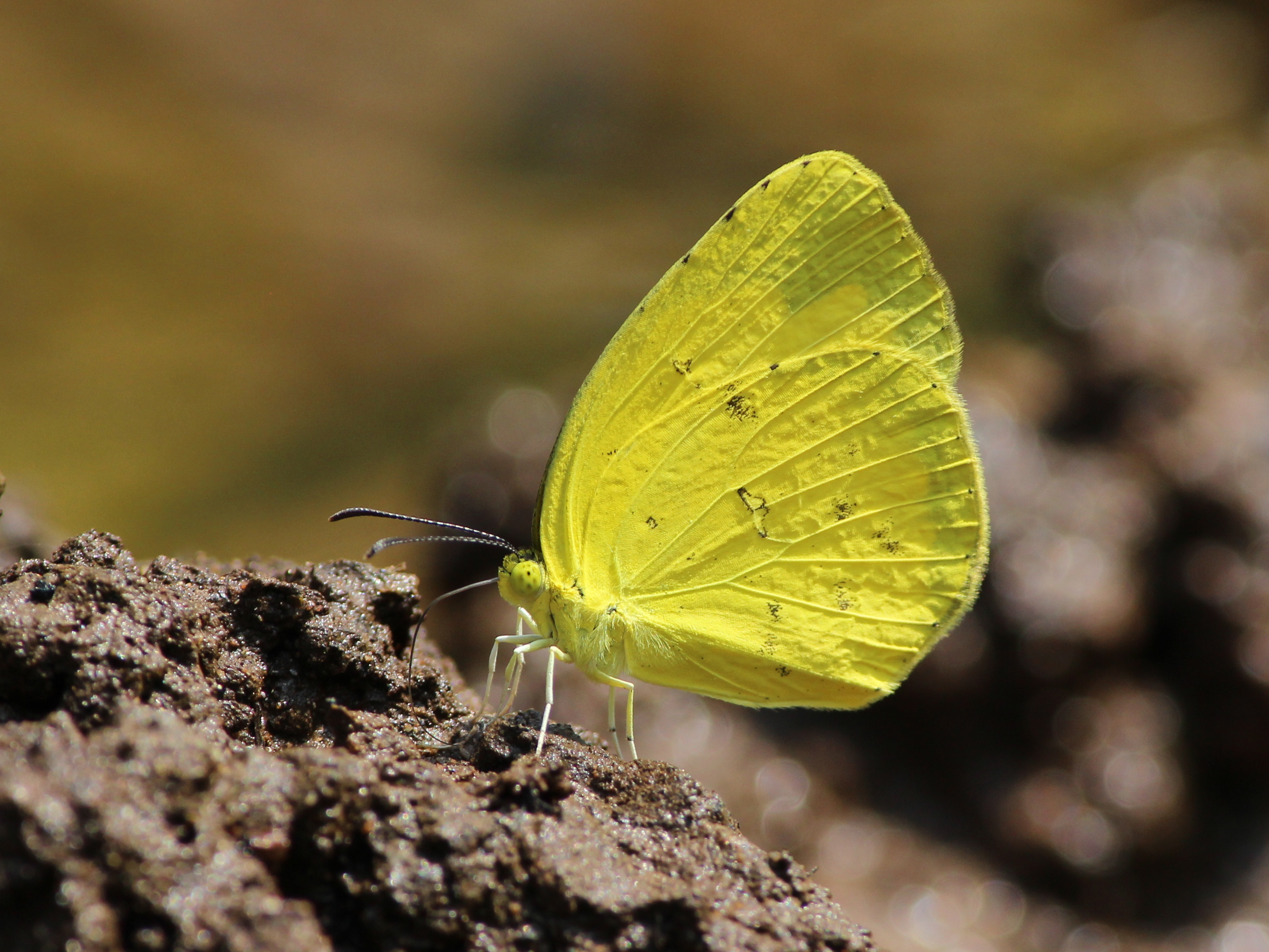 eurema_hecabe.jpg eurema_hecabe.jpg