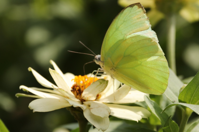 catopsiliapomona.jpg catopsiliapomona.jpg