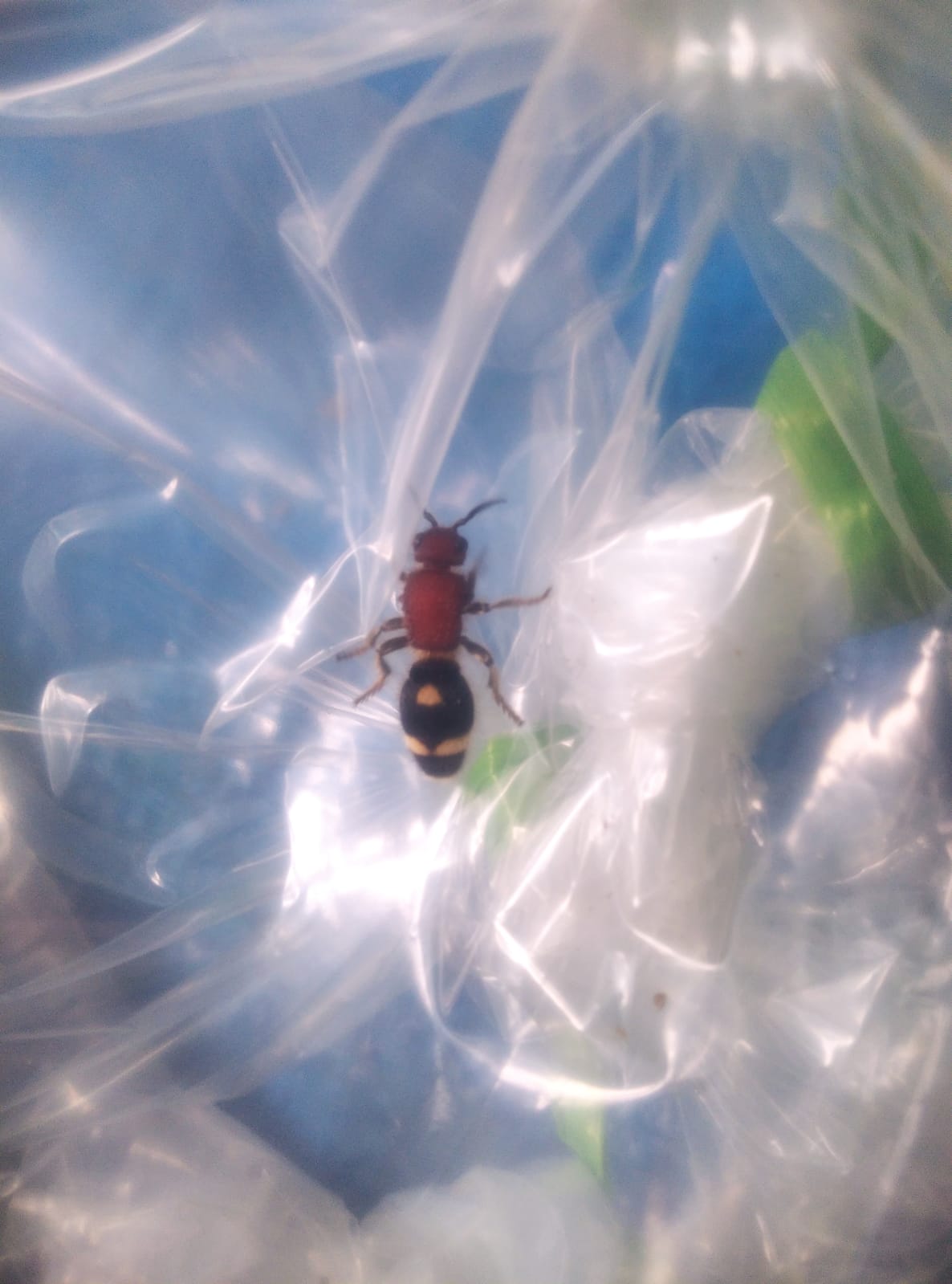 lebahhymenoptera_dasymutillaoccidentalis.jpeg lebahhymenoptera_dasymutillaoccidentalis.jpeg