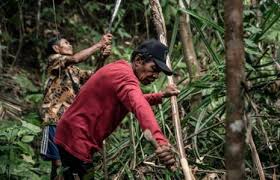 bekayu.jpeg bekayu.jpeg