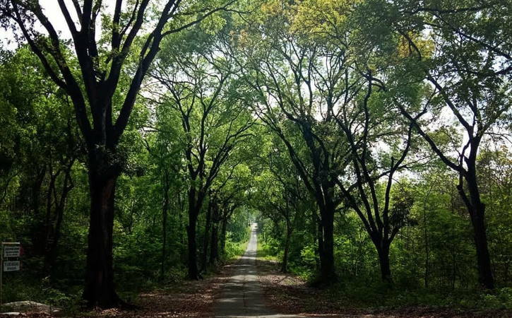 hutan_lindung_alas_kethu.jpg hutan_lindung_alas_kethu.jpg