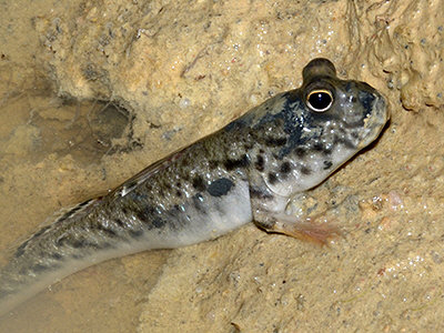 mudskipper.jpg mudskipper.jpg
