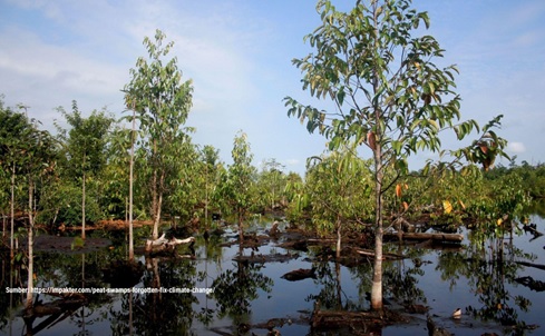 paludikultur.jpg paludikultur.jpg