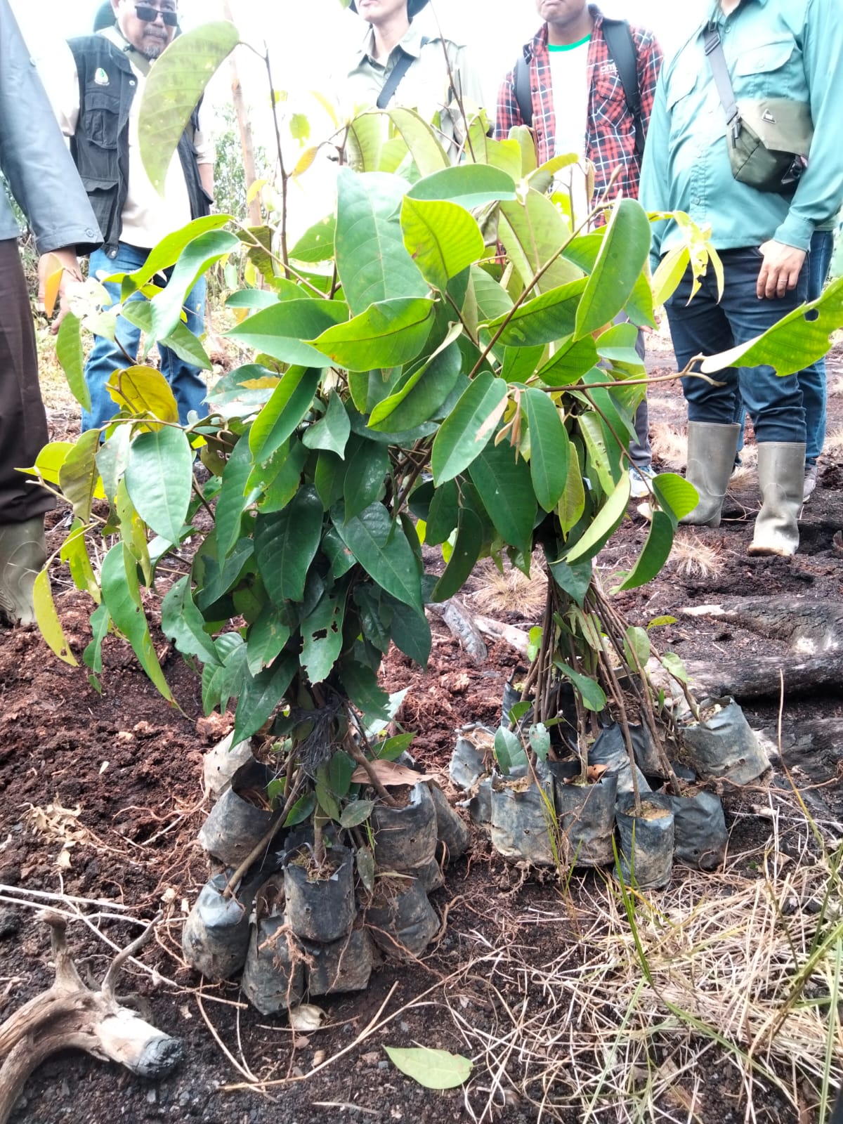 bibit_shorea_belangeran.jpeg bibit_shorea_belangeran.jpeg